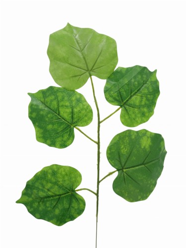 lipa.jpg