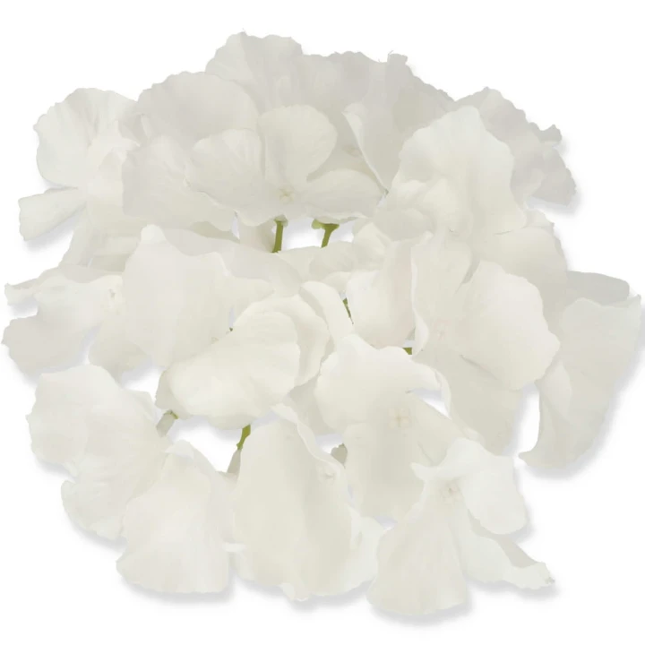 hortensja-w-le18.jpg