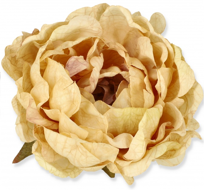 peony6.png