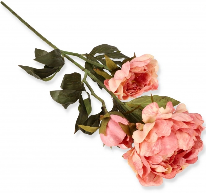 Koralowy Róż.png