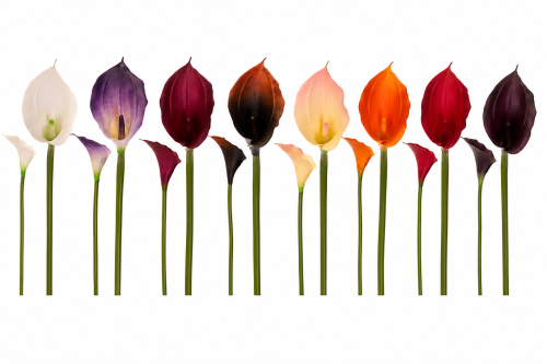 Sztuczna kalia (Calla) 67 cm w 8 kolorach – realistyczny kwiat dekoracyjny do bukietów, stroików, dekoracji ślubnych oraz kompozycji florystycznych i nagrobnych.